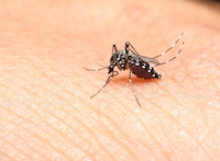 transmission du paludisme par le moustique