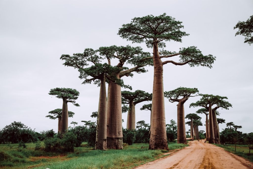 Arbres à Madagascar