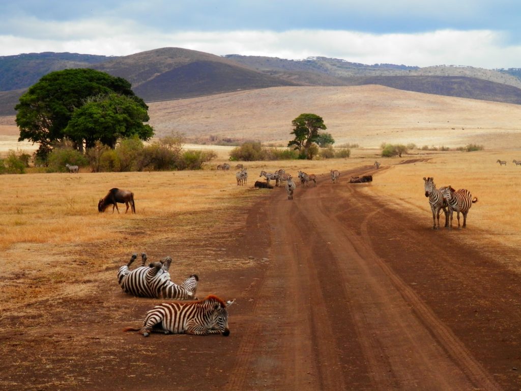 Zebres en Tanzanie