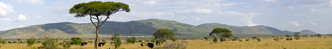 Rambara - Kenya