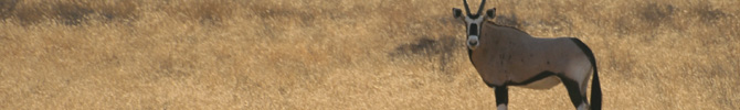 Meersig - Namibie